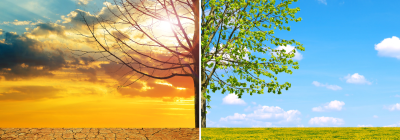 Arbres
